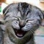 Avatar de otyjyrav
